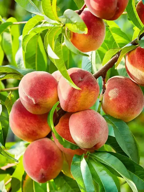Peach, Standard, Contender