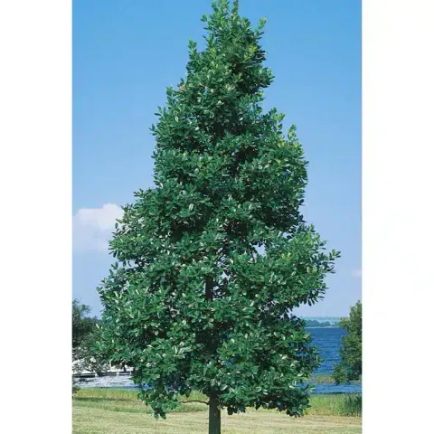 East Palatka Holly