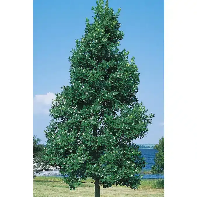 East Palatka Holly