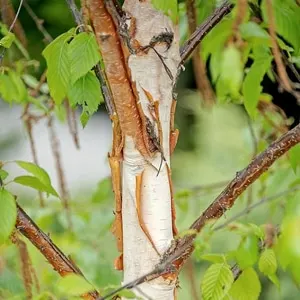 Heritage River Birch (Betula nigra ‘Heritage’)