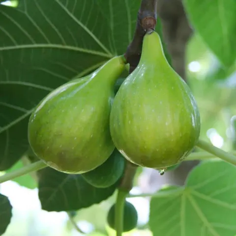 Fig, Italian Honey