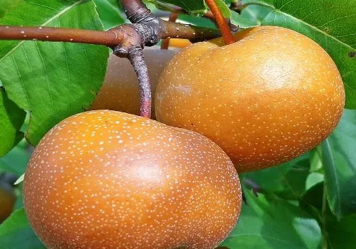 Asian Pear, Standard, Korean Giant