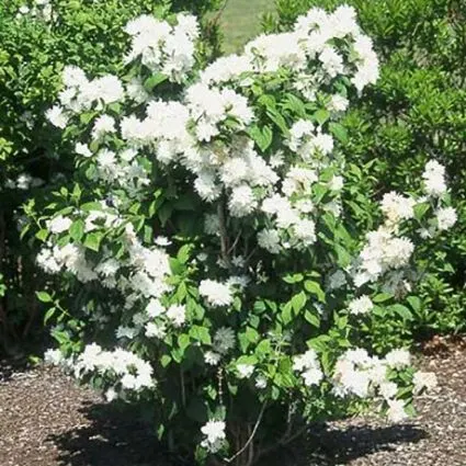 Mock Orange, Minnesota Snowflake (Philadelphus x virginalis ‘Minnesota Snowflake’)