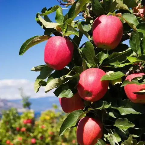 Apple Semi-Dwarf, Pink Lady