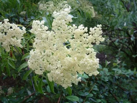 Elderberry (Sambucus canadensis) – Ranch Cultivar
