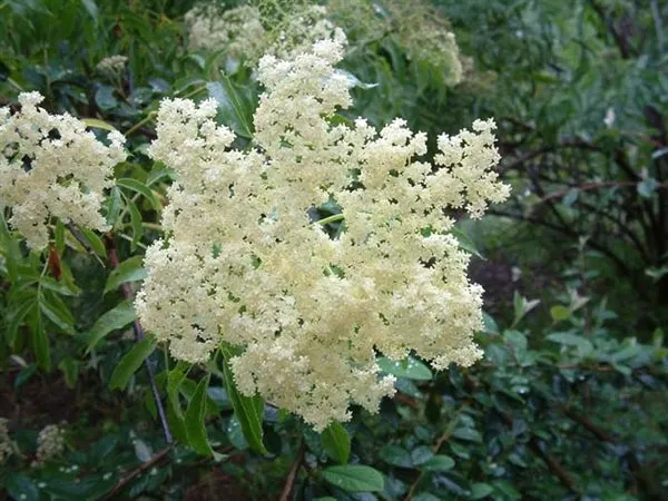 Elderberry (Sambucus canadensis) – Ranch Cultivar