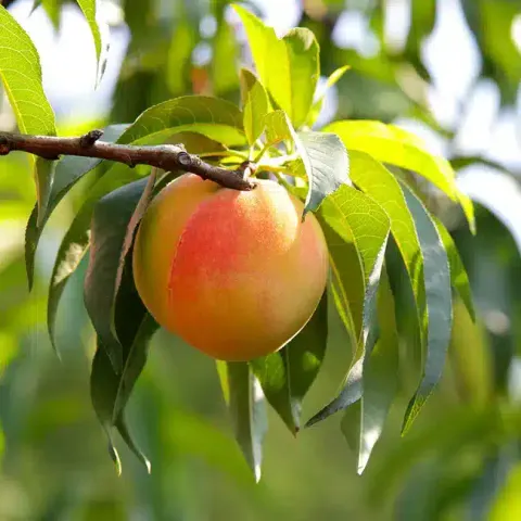 Peach, Standard, Belle of Georgia