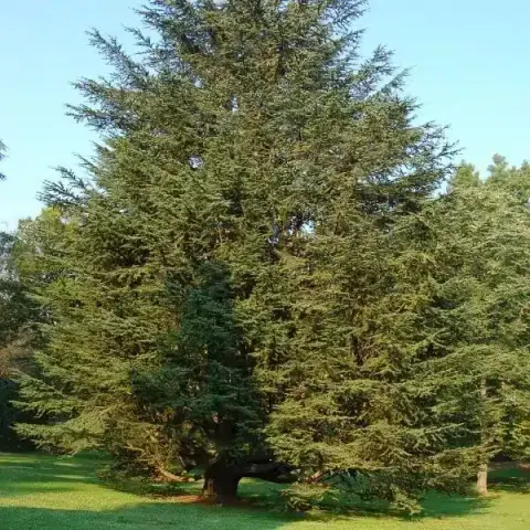 Cedar, Eastern Red