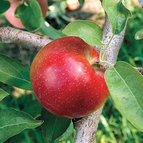 Apple, Semi-Dwarf, Liberty