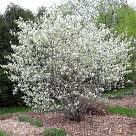 Serviceberry, Autumn Brilliance