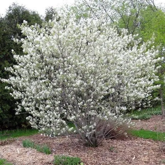 Serviceberry, Autumn Brilliance