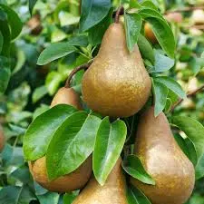 Pear, Standard, Bosc