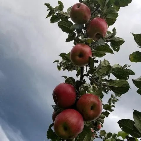 Apple, Standard, Freedom