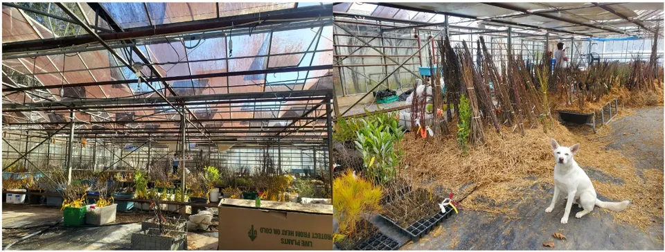 Plants lined up in the greenhouse