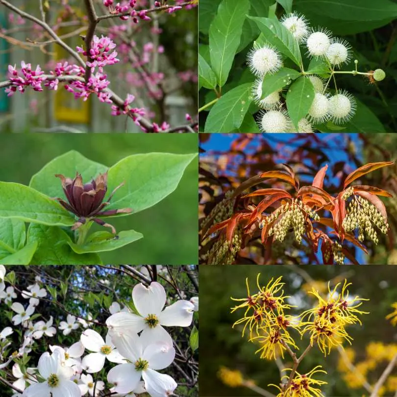 Pollinator-friendly plants