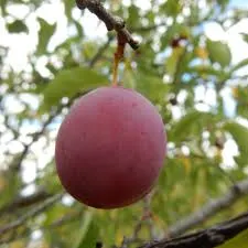 Plum, American