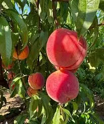 Peach, Standard, Encore
