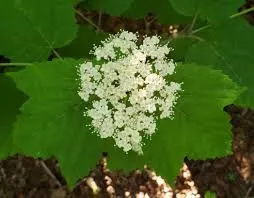 Viburnum, Mapleleaf