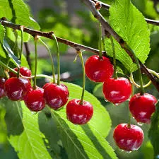 Cherry, Standard, North Star (Sour)