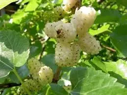 Mulberry, Russian, White