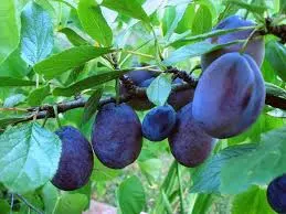 Plum, Standard, Stanley