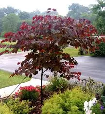 Red Bud, Forest Pansy