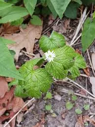 Goldenseal
