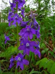 Larkspur