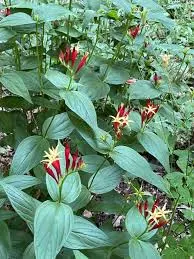 Indian Pink, Spigelia