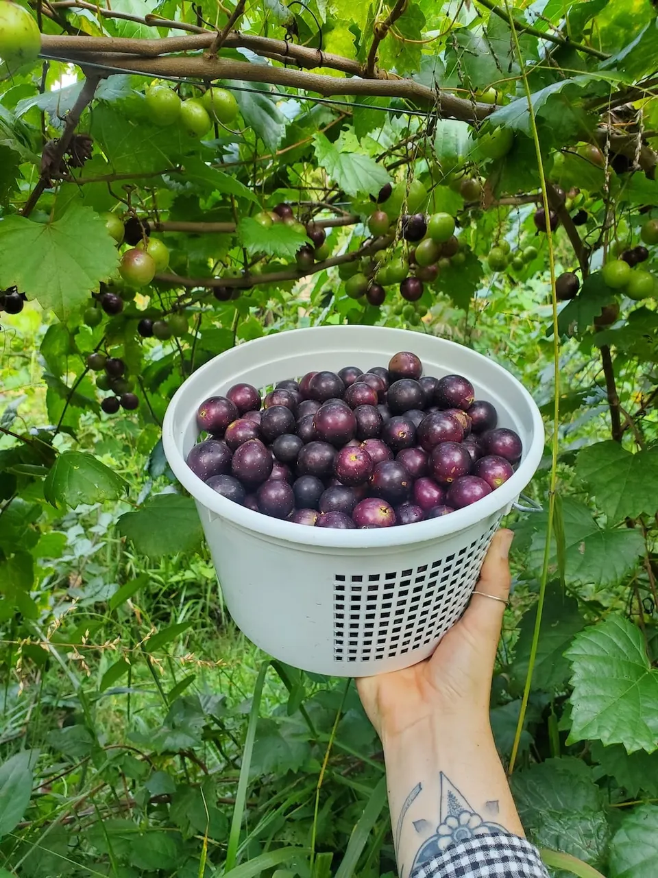 A basket of freshly picked muscadine grapes held up under the vine
