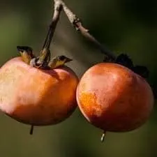 Persimmon (Hybrid), Nikita’s Gift