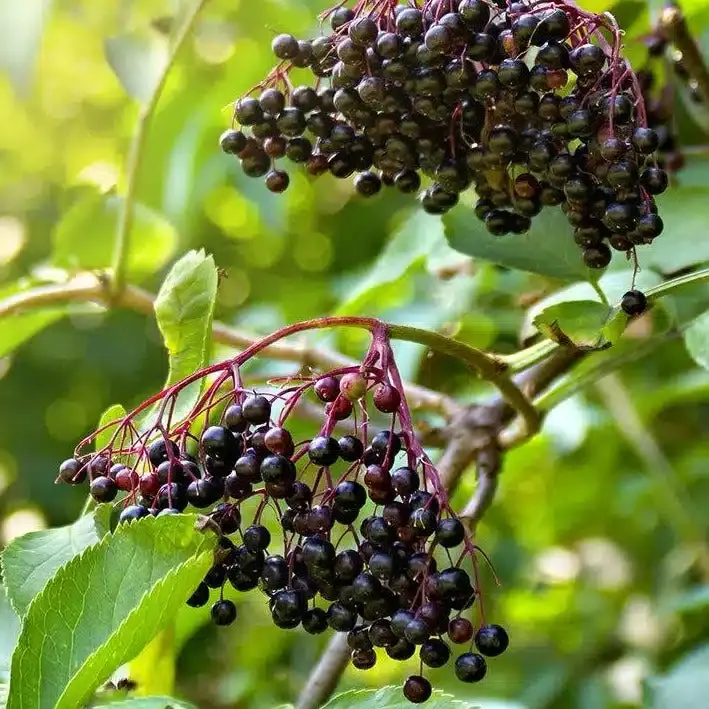 Live Stake, American Elderberry