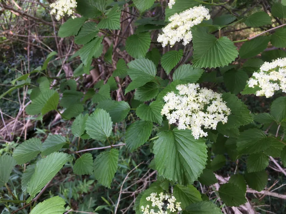 Arrowwood viburnum