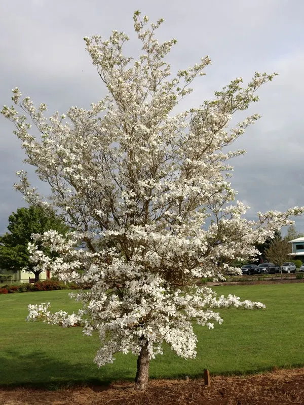 Dogwood, Cherokee Princess (Cornus florida ‘Cherokee Princess’)