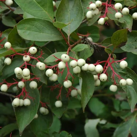 Live Stake, Grey Twig Dogwood