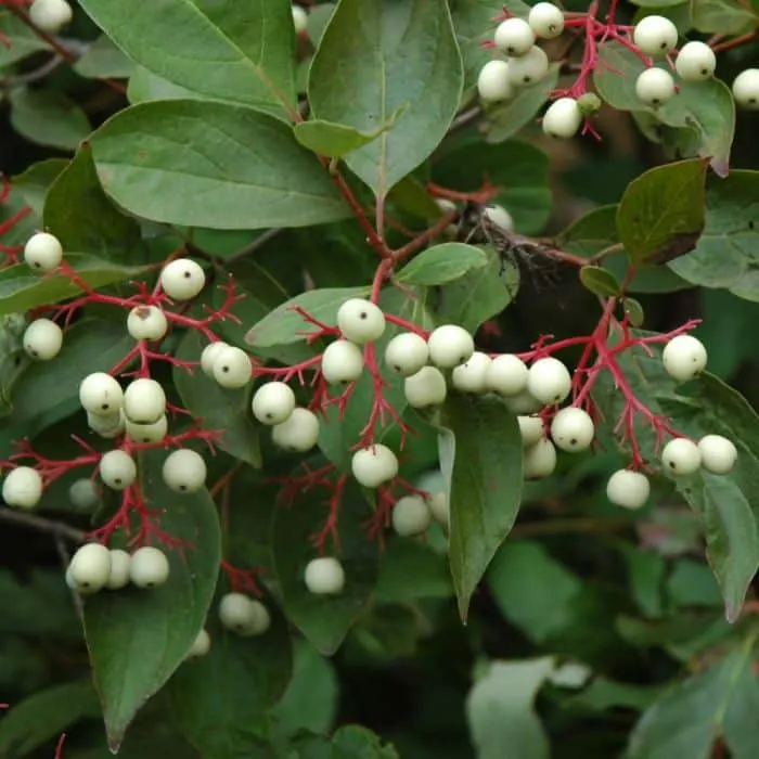 Live Stake, Grey Twig Dogwood