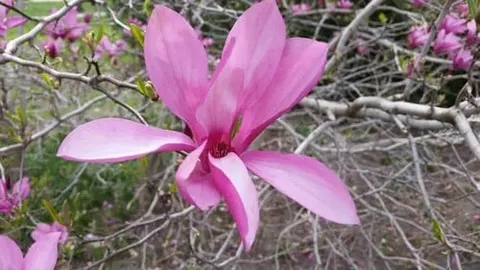 Magnolia, Ann (Magnolia lilliflora ‘Ann’)