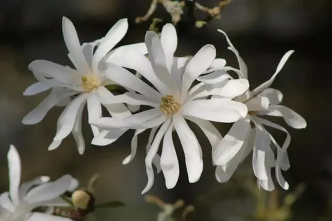 Magnolia, Royal Star (Magnolia stellata)