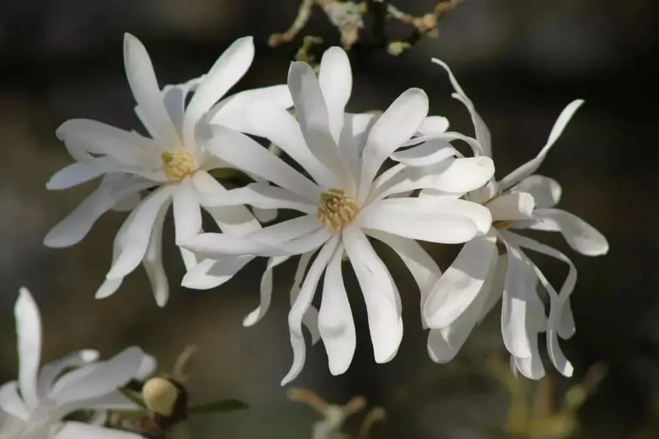 Magnolia, Royal Star (Magnolia stellata)