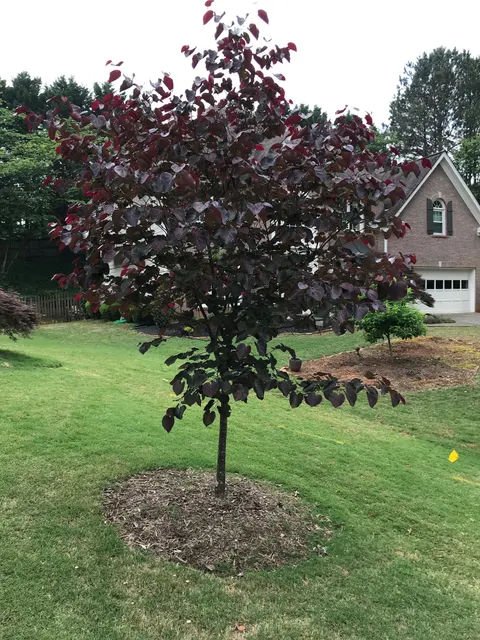 Redbud, Merlot