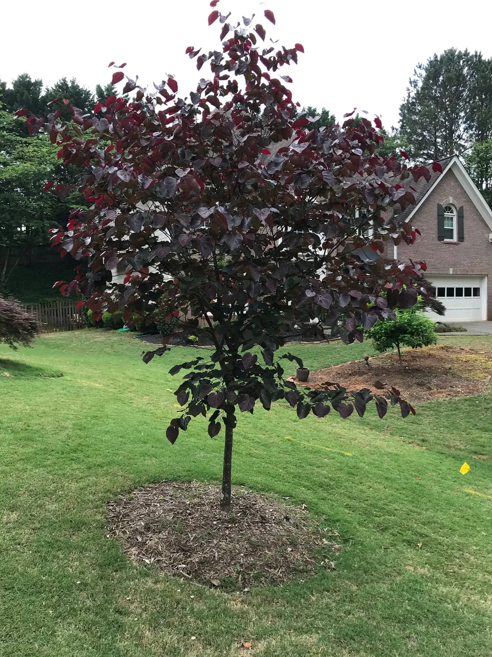 Redbud, Merlot