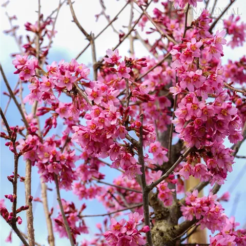 Cherry, Okame (Ornamental)