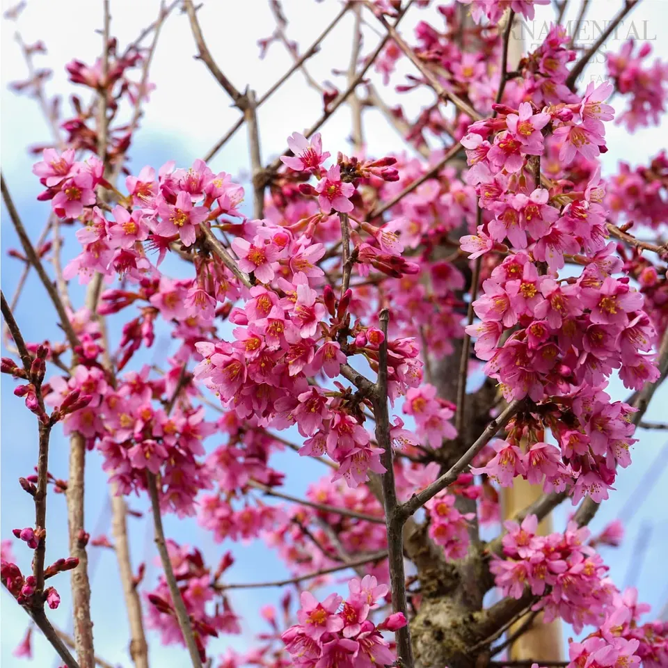 Cherry, Okame (Ornamental)
