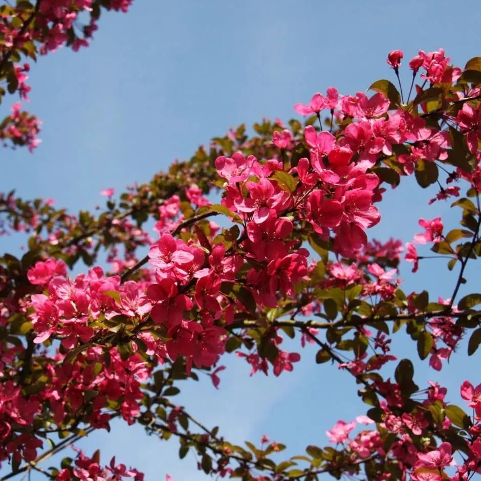 Crabapple, Prairie Fire