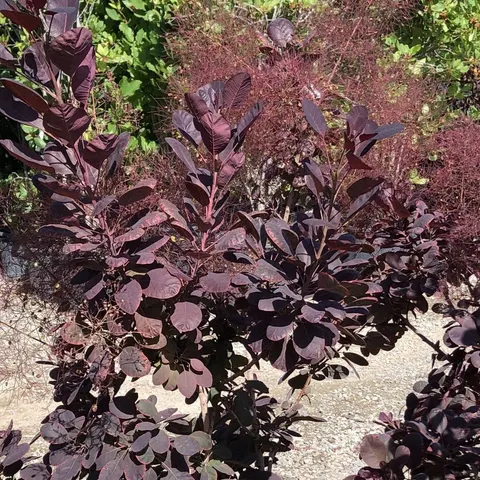 Smoketree, Royal Purple (Cotinus coggygria)