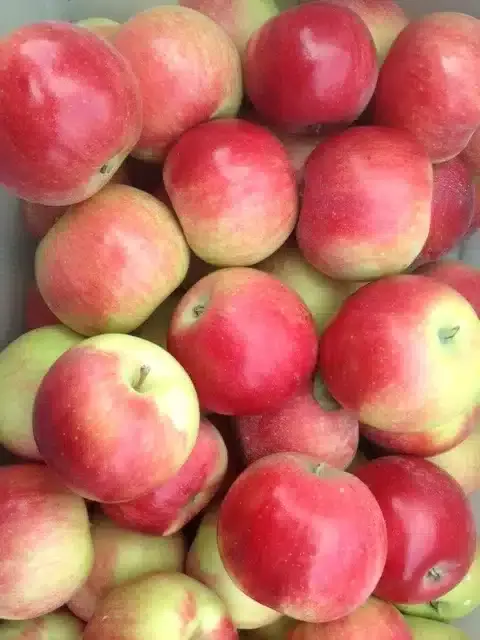 Apple Semi-Dwarf, Zestar